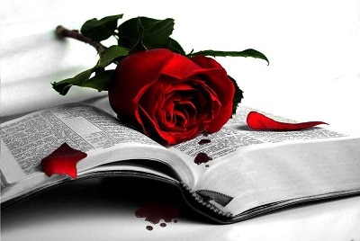 Rose on a book - love poems metaphor